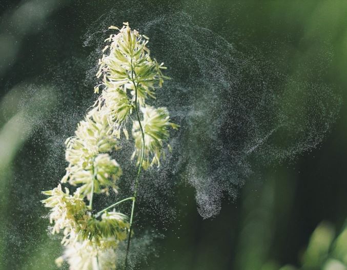 How To Reduce Inhalation, Skin and Food Allergy Symptoms