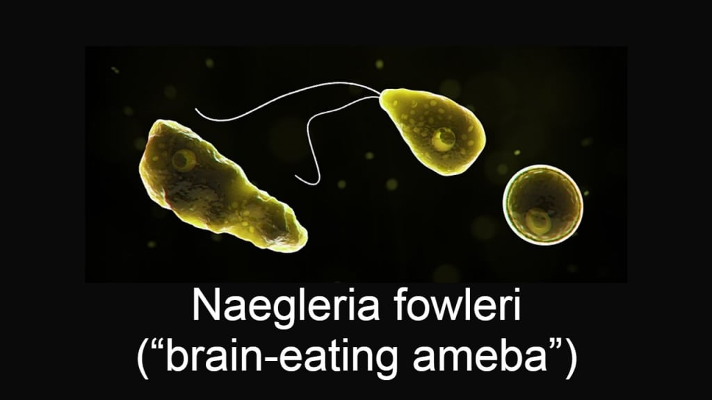 Florida Department of Health confirmed case of Naegleria fowleri brain destroying amoeba