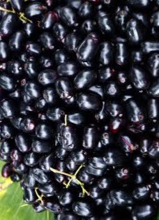 Jamun