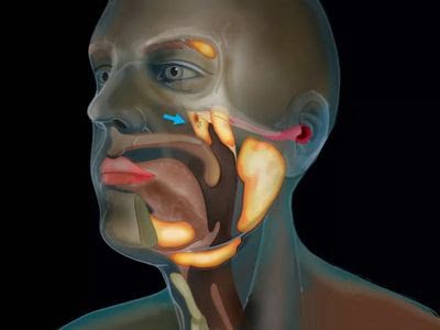 tubarial salivary glands
