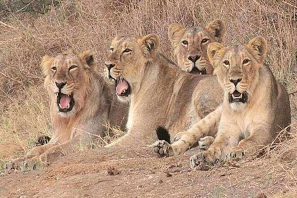 Ambardi Safari Park Dhari