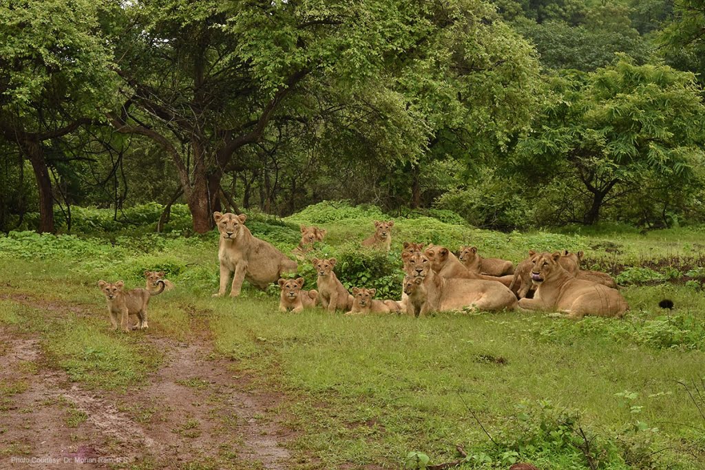 Gir National Park Sanctuary